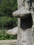 SX24123 Big fungus on side of tree.jpg